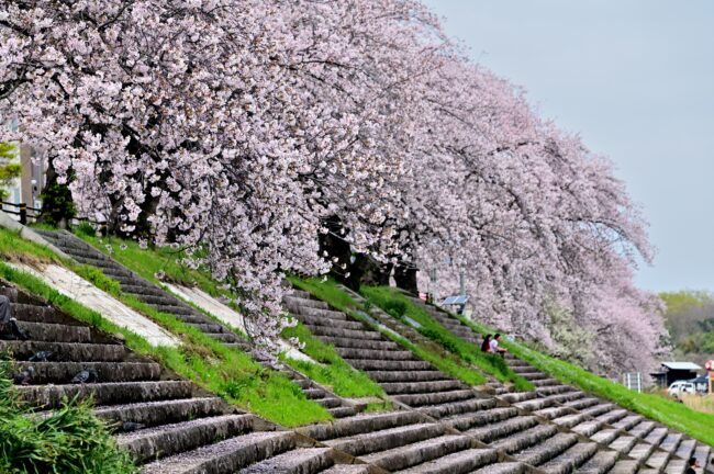 相模川三川合流点周辺のサクラの写真