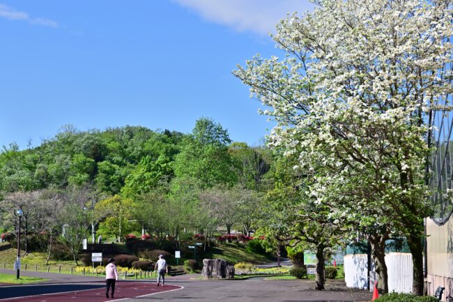 荻野運動公園の新緑の写真