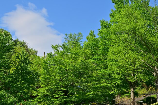 荻野運動公園の新緑の写真