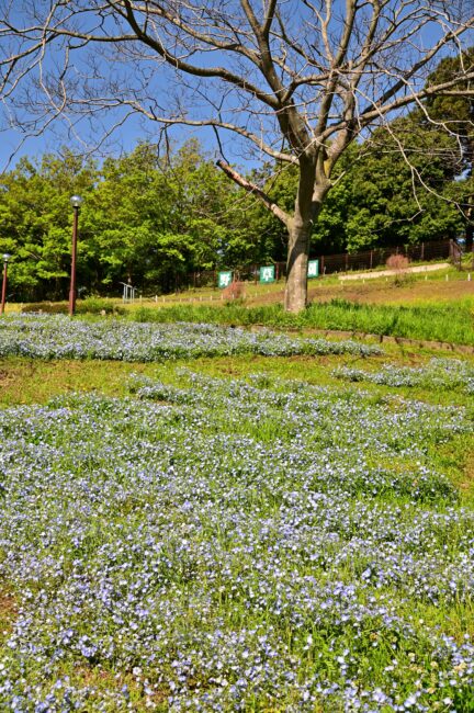 荻野運動公園のネモフィラの写真