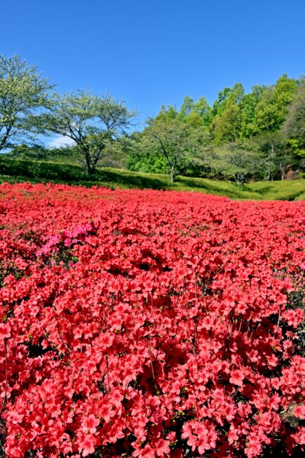 あつぎつつじの丘公園のキリシマツツジの写真