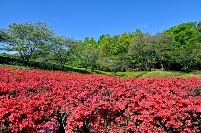 あつぎつつじの丘公園のキリシマツツジの写真