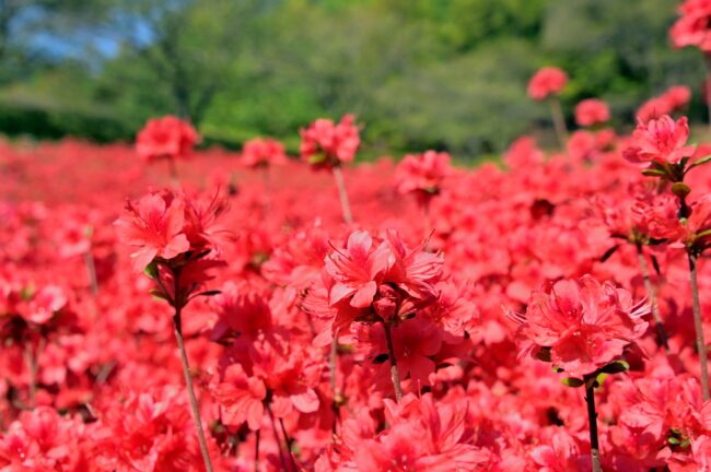 あつぎつつじの丘公園のキリシマツツジの写真