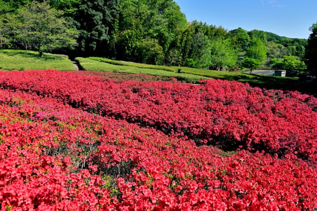 あつぎつつじの丘公園のキリシマツツジの写真