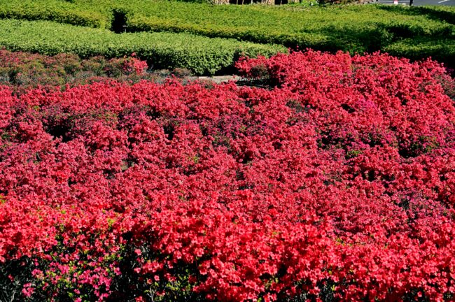 あつぎつつじの丘公園のキリシマツツジの写真