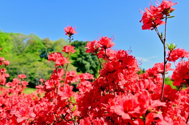 あつぎつつじの丘公園のキリシマツツジの写真