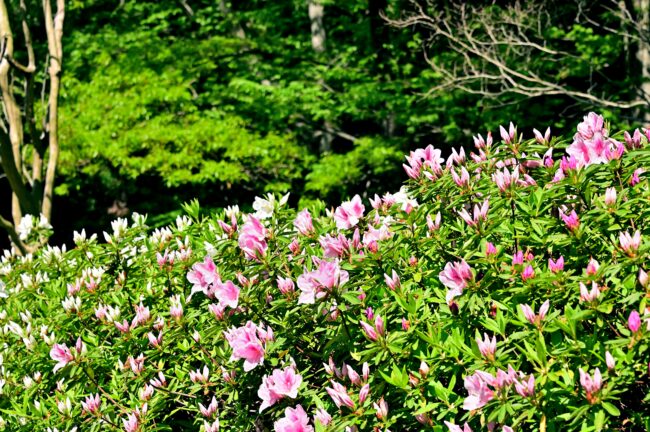 あつぎつつじの丘公園のアケボノツツジの写真