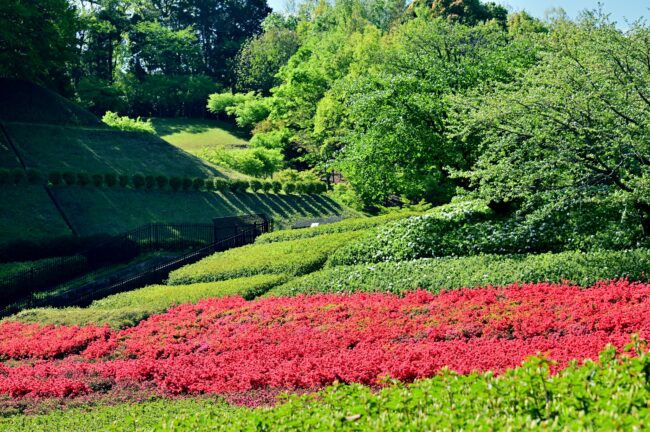 あつぎつつじの丘公園のツツジの写真