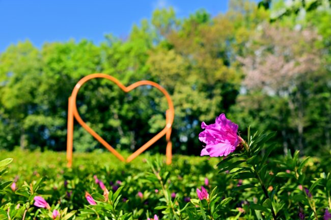 あつぎつつじの丘公園のオオムラサキツツジの写真