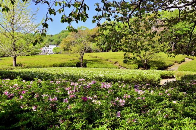 あつぎつつじの丘公園のツツジの写真