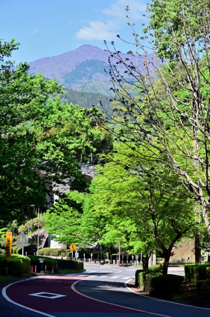 県立七沢森林公園の森のかけはし周辺の新緑の写真