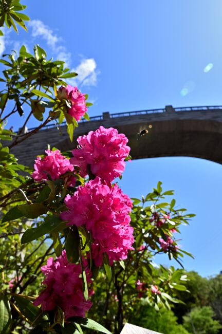 県立七沢森林公園のシャクナゲの写真