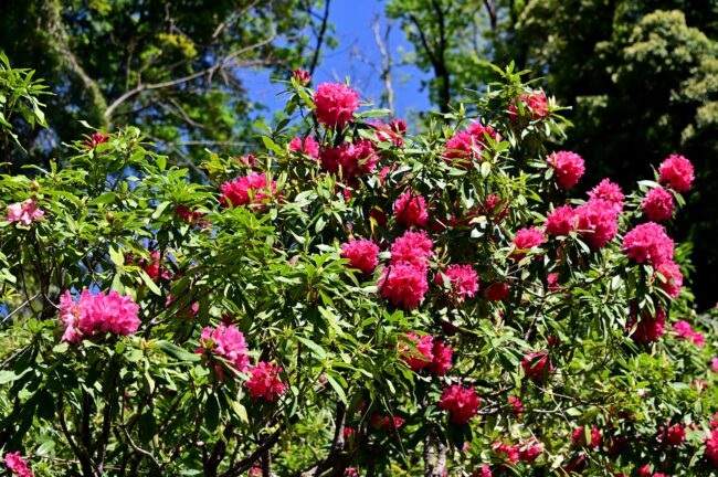 県立七沢森林公園のシャクナゲの写真