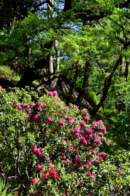 県立七沢森林公園のシャクナゲの写真