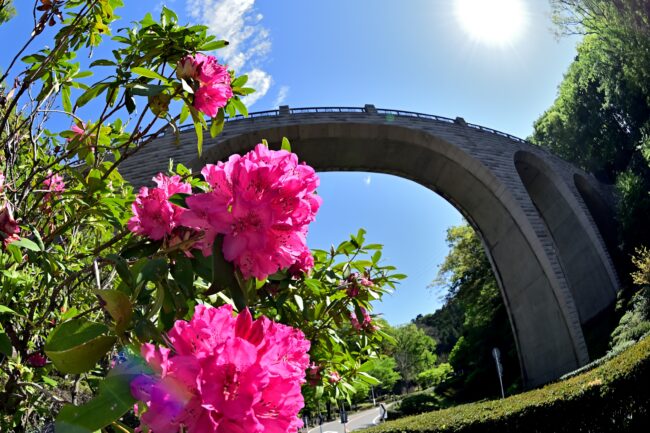県立七沢森林公園のシャクナゲの写真