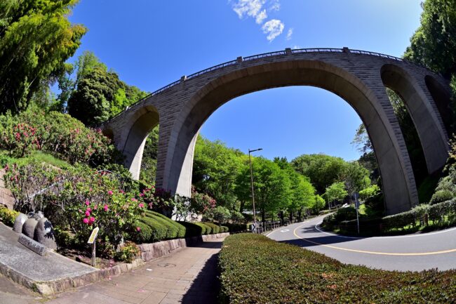 県立七沢森林公園の森のかけはし周辺の新緑の写真