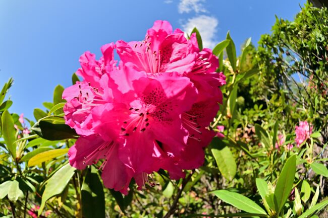 県立七沢森林公園のシャクナゲの写真