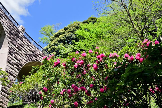 県立七沢森林公園のシャクナゲの写真
