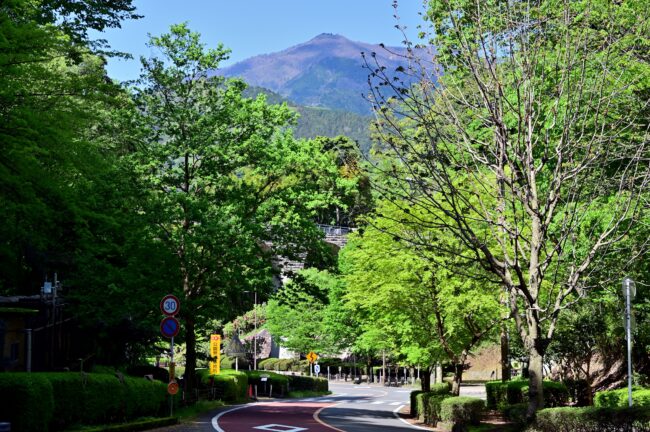 県立七沢森林公園の森のかけはし周辺の新緑の写真