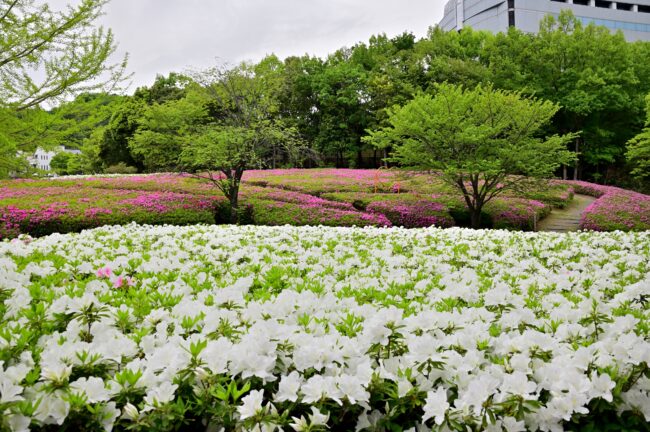 あつぎつつじの丘公園のツツジの写真