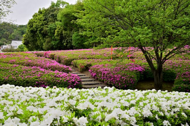 あつぎつつじの丘公園のツツジの写真