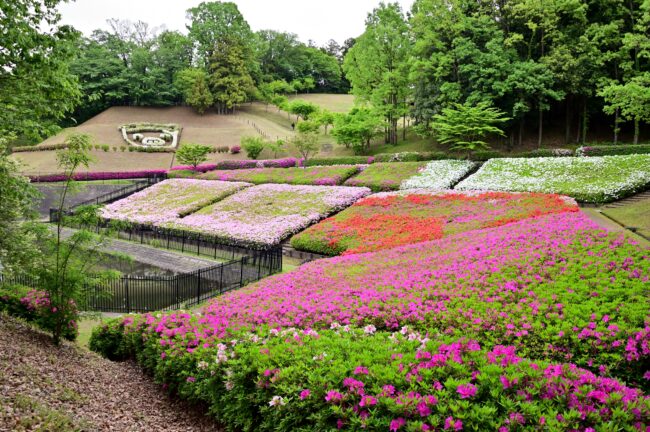 あつぎつつじの丘公園のツツジの写真
