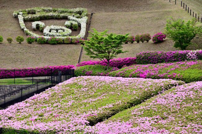 あつぎつつじの丘公園のツツジの写真