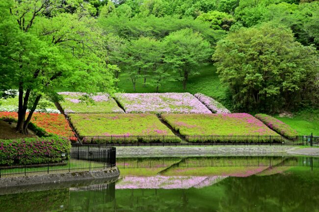 あつぎつつじの丘公園のツツジの写真