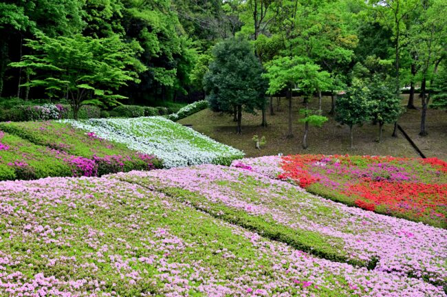 あつぎつつじの丘公園のツツジの写真