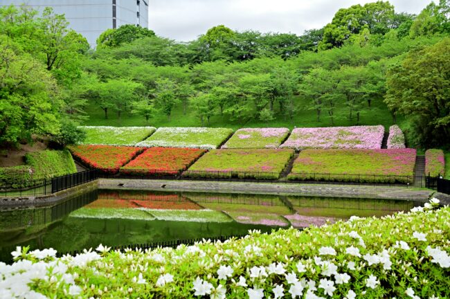 あつぎつつじの丘公園のツツジの写真