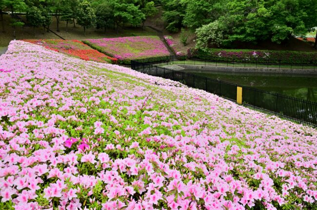 あつぎつつじの丘公園のツツジの写真