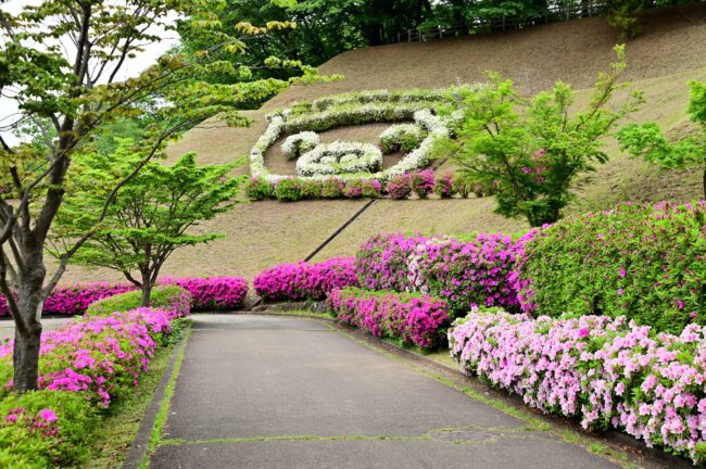 あつぎつつじの丘公園のツツジの写真