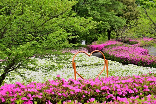 あつぎつつじの丘公園のツツジの写真