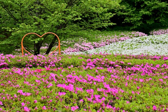 あつぎつつじの丘公園のツツジの写真