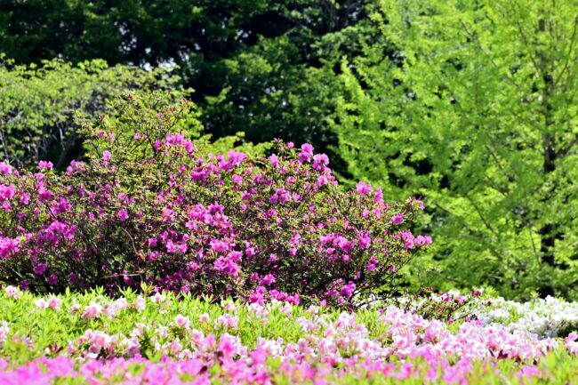 あつぎつつじの丘公園のツツジの写真