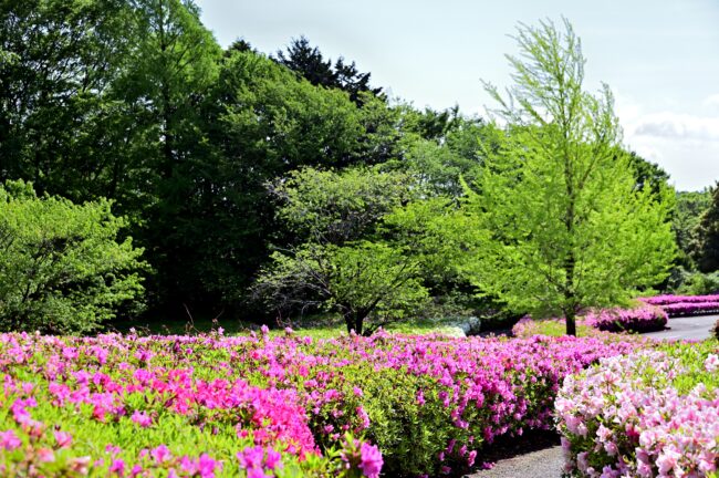 あつぎつつじの丘公園のツツジの写真