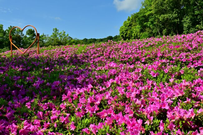 あつぎつつじの丘公園のツツジの写真