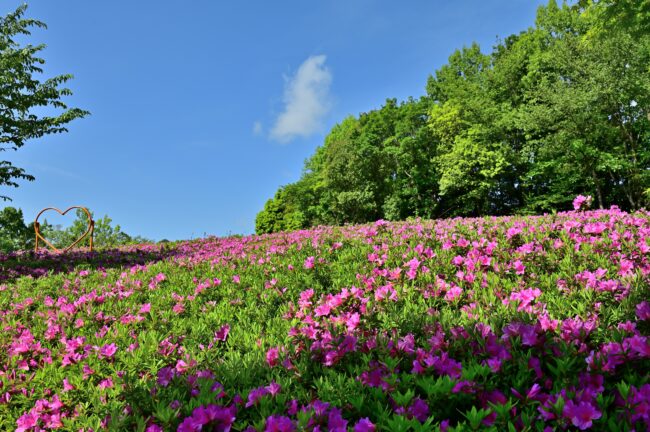 あつぎつつじの丘公園のツツジの写真