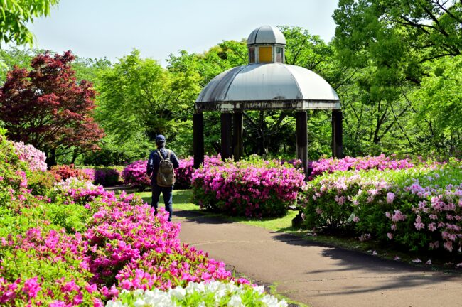 あつぎつつじの丘公園のツツジの写真