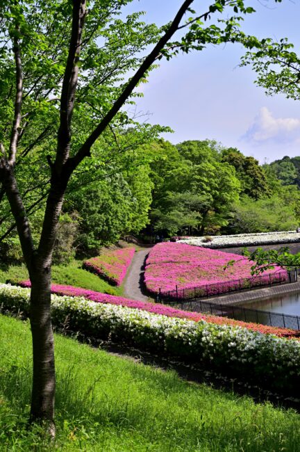 あつぎつつじの丘公園のツツジの写真