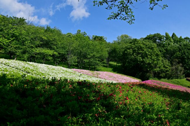 あつぎつつじの丘公園のツツジの写真
