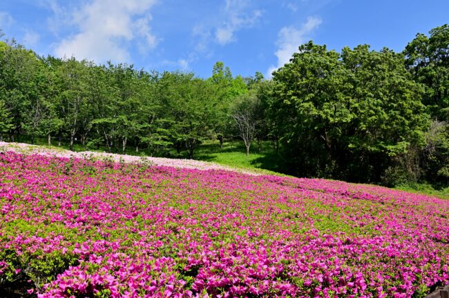 あつぎつつじの丘公園のツツジの写真