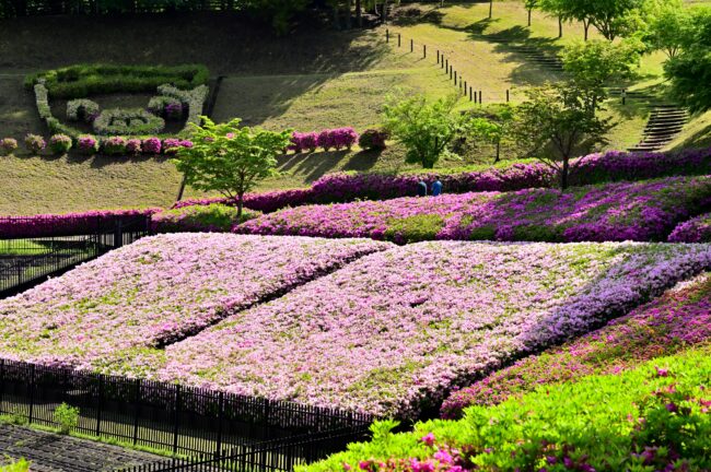 あつぎつつじの丘公園のツツジの写真