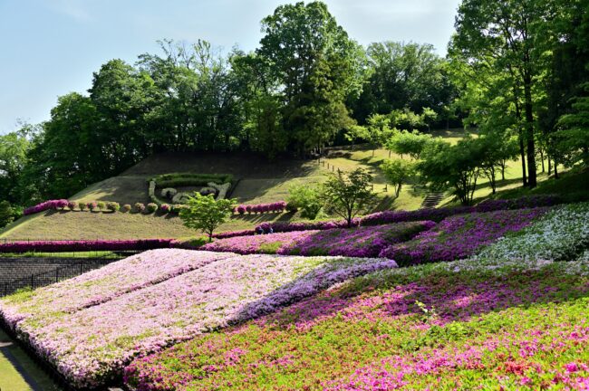 あつぎつつじの丘公園のツツジの写真