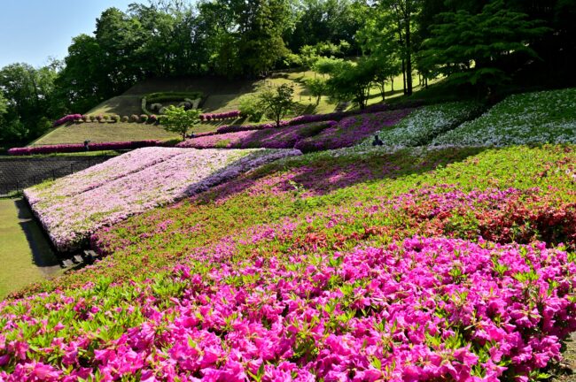 あつぎつつじの丘公園のツツジの写真