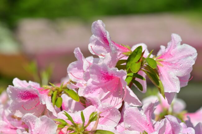 あつぎつつじの丘公園のツツジの写真