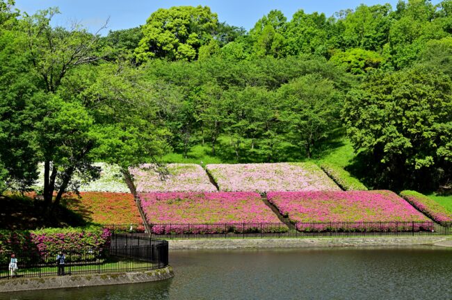あつぎつつじの丘公園のツツジの写真