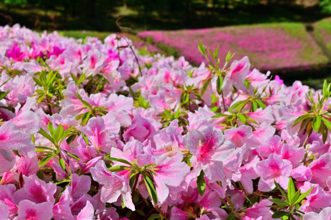 あつぎつつじの丘公園のツツジの写真