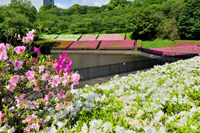 あつぎつつじの丘公園のツツジの写真