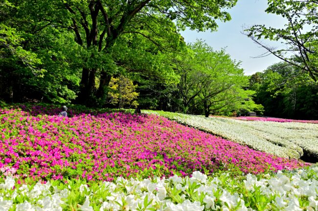 あつぎつつじの丘公園のツツジの写真
